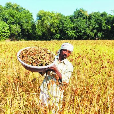 रागी की खेती से किसानों के जीवन में आ रहा बदलाव, आर्थिक समृद्धि की ओर अग्रसर