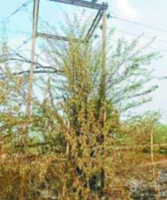  मात्र तीन फीट की ऊंचाई पर किसान के खेत में तार,  हादसे को न्यौता