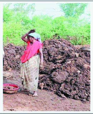 गोबर बेचकर कांति यादव को सवा 2 लाख की आय