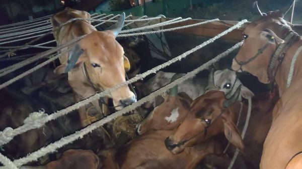मवेशी तस्करी, आंध्र-महाराष्ट्र के 4 गिरफ्तार