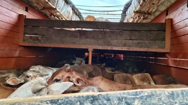 अंतरराज्यीय गौ तस्करी, ग्रामीणों ने पकड़ा ट्रक, 3 मवेशियों की मौत, भाजपा हुई मुखर