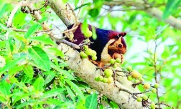 सीतानदी उदंती अभ्यारण के जंगल में इंद्रधनुषी  गिलहरी का शिकार, 2 नाबालिग समेत 7 गिरफ्तार