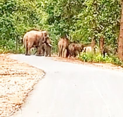 हाथियों का दल अब भी अभ्यारण्य में कर रहा विचरण 