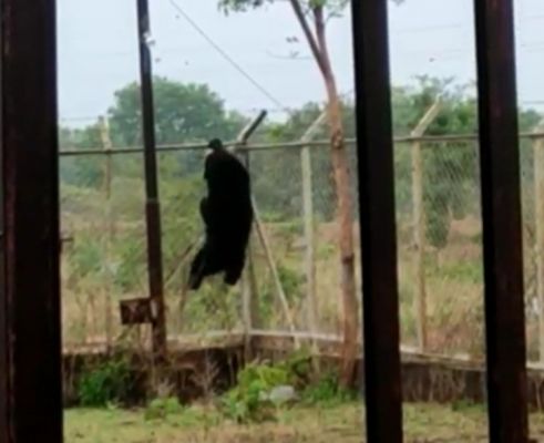 सब स्टेशन के पास दिखा भालू, तारों पर चढक़र पार कर जंगल की ओर भागा