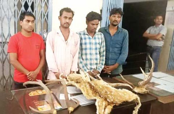 हिरण के सींग, खाल के साथ 4 गिरफ्तार