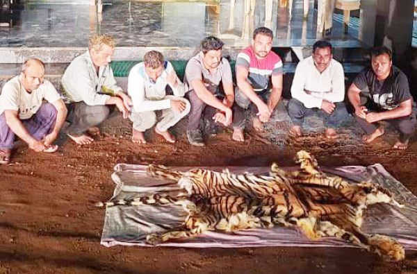 बाघ की खाल संग 7 पकड़ाए, 2 फरार