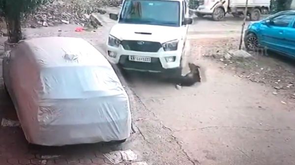 पालतू कुत्ते को जबरन कुचला, ड्राइवर को छोड़ा पुलिस ने