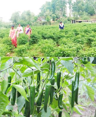 मिर्च की खेती से महिलाएं स्व-रोजगार की राह पर