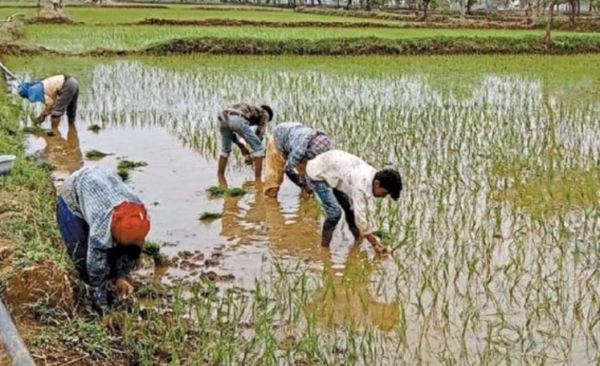 बीमा की स्थिति स्पष्ट नहीं होने से विभाग और किसान  दोनों संशय में, कौन करेगा नुकसान की भरपाई 