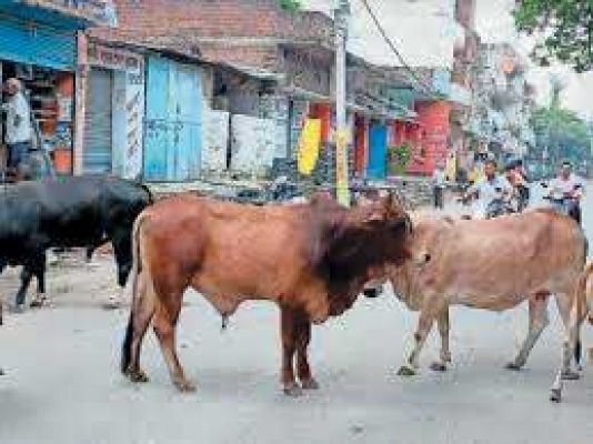 लाखों की लागत से खरीदा काऊ केचर बना शोपीस