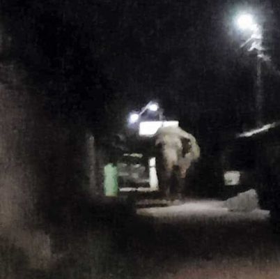 हाथियों ने एक रात में 3 मकानों को पहुँचाया नुकसान 