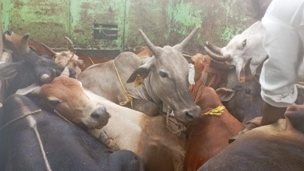पिकअप से 11 मवेशी जब्त, चालक मौके से फरार