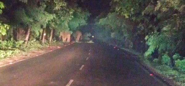 बारिश रूकते ही सडक़ पर पहुंचे हाथी, काफी समय तक वाहनों के पहिये थमे