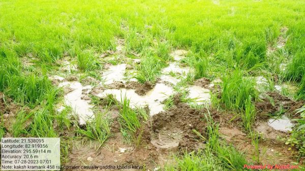 हरदी मंडल में फिर पहुंचा  हाथी दल,  धान की फसलों  को पहुंचाया नुकसान