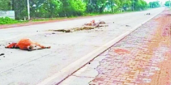 अज्ञात वाहन की ठोकर से  चार मवेशियों की मौत  