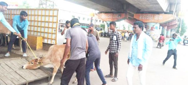 निगम की टीम ने पकड़े दर्जनभर मवेशी