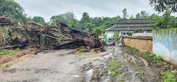 हफ्ते भर से मुख्य मार्ग पर गिरा पेड़
