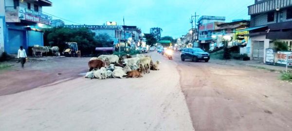 मवेशियों का झुंड बीच सडक़ पर