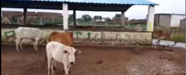 मस्तूरी के गौठान में तीन मवेशियों की मौत, समिति की लापरवाही सामने आई