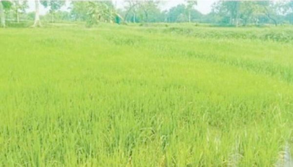 जिले में बढ़ रहा धान का रकबा, दलहन-तिलहन की बुआई में कम रुचि 
