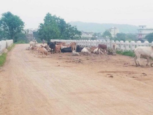 गौठान पड़े वीरान, इधर बोंदाटिकरा का पुल बना गौठान
