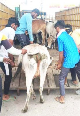 निगम ने ढाई दर्जन मवेशियों को पकड़ा