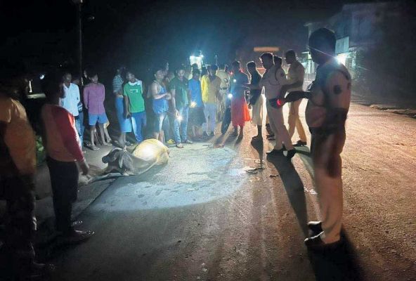 सडक़ किनारे बैठे मवेशी से टकराई बाइक, दो घायल, एक गंभीर