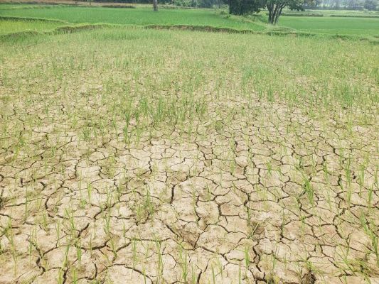 बारिश नहीं, खेतों में दरारें