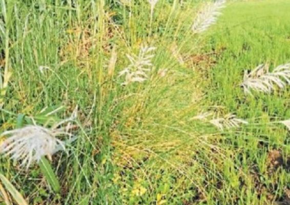 अब तक जिले में 491.2 मिमी हुई बारिश, नवागढ़ में सबसे कम