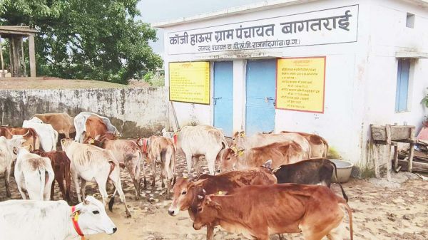 कांजी हाउस में दाना-पानी के लिए तरस रहे मवेशी
