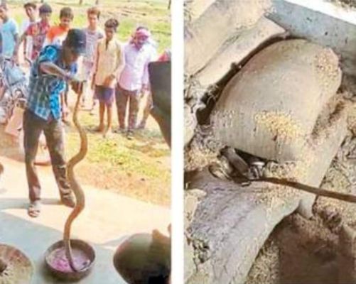 जीया के 35 सर्प मित्र सांप बचाने दो  दशक से सक्रिय, नि:स्वार्थ सेवा