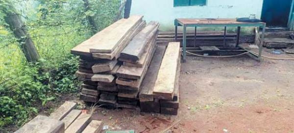 भोपालपटनम में पार्षद समेत दो के घर से पकड़ाया डेढ़ लाख का सागौन
