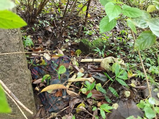 रूक्मणी आश्रम के पीछे जंगल में मिला मानव कंकाल