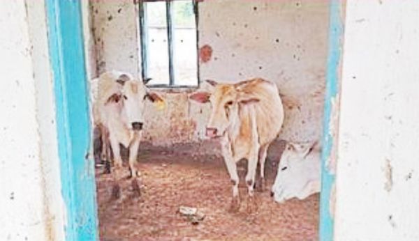 राजीव गांधी सेवा केंद्र की इमारत जर्जर, खिडक़ी-दरवाजे भी  चोरी कर ले गए