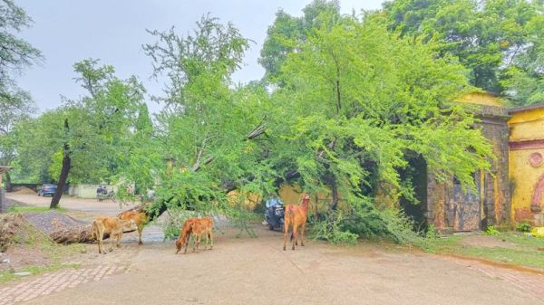 तेज बारिश, पेड़ गिरा  आवाजाही में परेशानी
