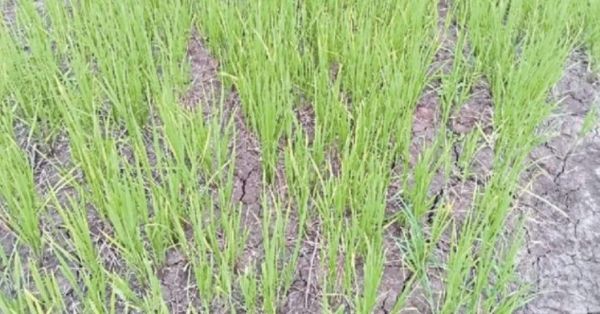  धूप और गर्मी से खेतों में दरारें, किसानों के माथे पर चिंता की लकीरें