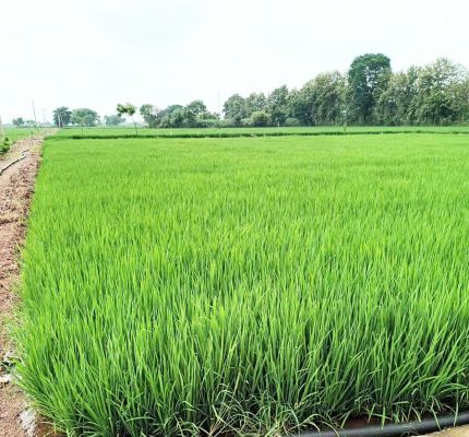 बारिश से मिली संजीवनी, बिजली के भरोसे नहीं हो पा रही थी सिंचाई 