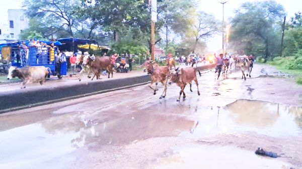 पोला पर्व पर घरों में बिखरी खुशियां