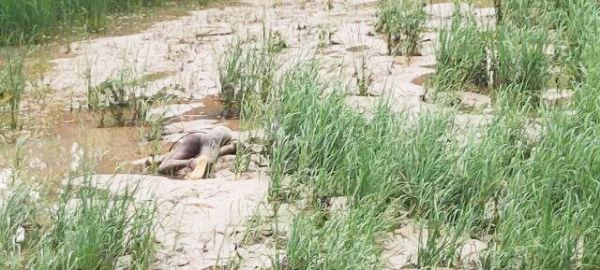 धांगर नाला किनारे ग्रामीण की लाश मिली