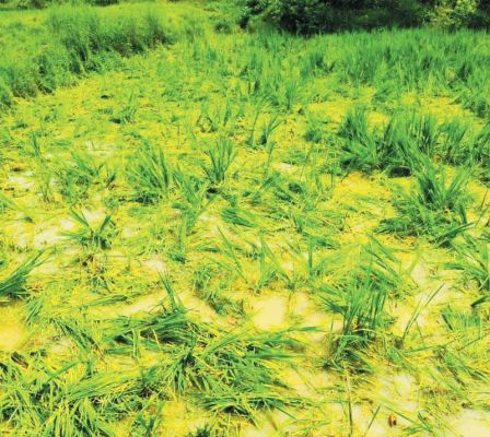 हाथीदल ने फसलों को पहुंचाया नुकसान
