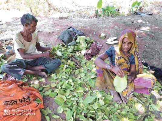 तेंदूपत्ता तोडऩे वाले ग्रामीण भटक रहे भुगतान के लिये