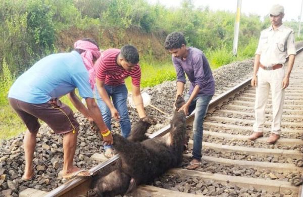 ट्रेन से कटकर भालू की मौत