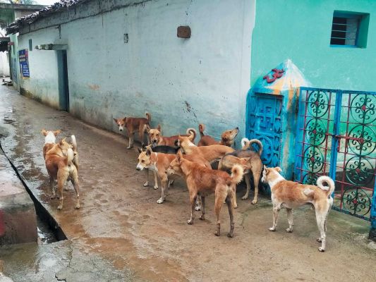 सडक़ों पर मवेशियों व मोहल्लों में आवारा कुत्तों का जमावड़ा