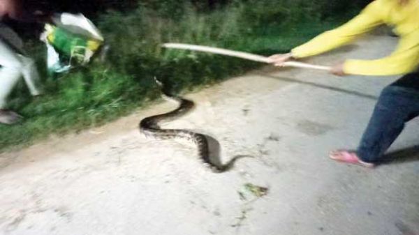 वार्डवासियों ने पकड़ा अजगर, जंगल में सुरक्षित छोड़ा