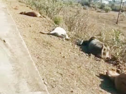 भूख-प्यास से मवेशियों की मौत, 10 मृत और 2 जिंदा को ट्रैक्टर-ट्रॉली में भरा, महानदी में बहा दिया, वीडियो फैला