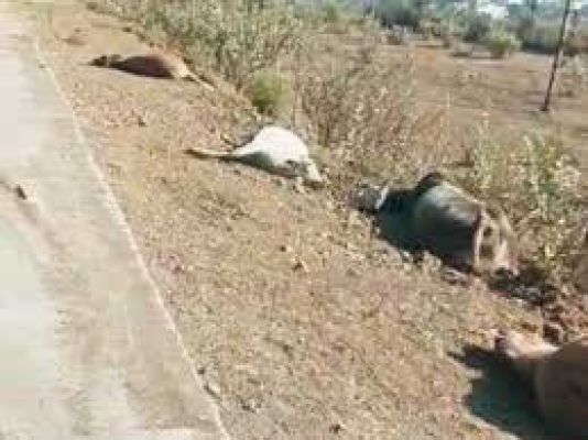 भूख-प्यास से मवेशियों की मौत, 10 मृत और 2 जिंदा को ट्रैक्टर-ट्रॉली में भरा, महानदी में बहा दिया, वीडियो फैला