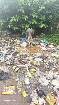 निगम का लापरवाह प्रशासन व शहर में बढ़ते डेंगू के मरीज