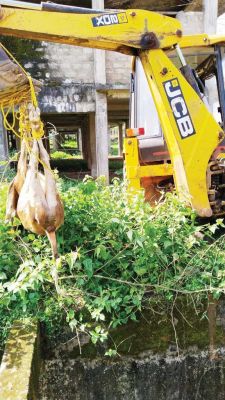 नाला में गिरी गाय की एनजीओ ने बचाई जान