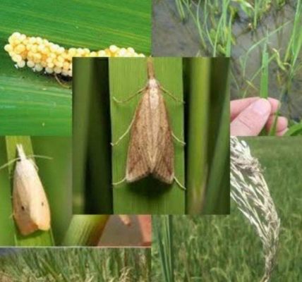 कीटनाशकों के उचित प्रयोग के लिए कृषि विभाग ने किसानों के लिए जारी की समसामयिक सलाह