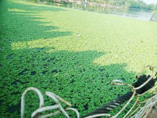 चौपाटी के तालाब में जलकुंभी,  बोटिंग नहीं